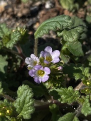 Phacelia suaveolens