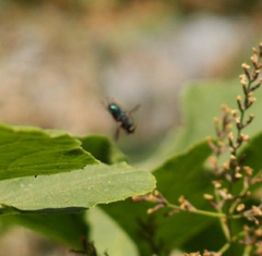 Sarconesiopsis magellanica