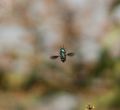 Sarconesiopsis magellanica