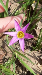 Romulea rosea australis