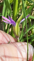 Romulea rosea australis