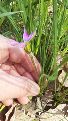 Romulea rosea australis