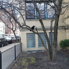 Corvus brachyrhynchos