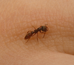 Stigmatomma pallipes