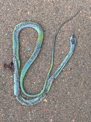Leptophis ahaetulla