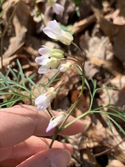 Cardamine dissecta