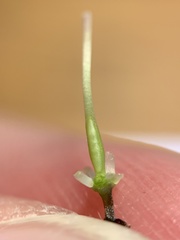 Cardamine dissecta