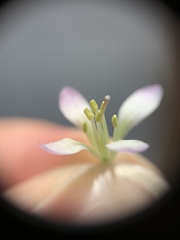 Cardamine dissecta