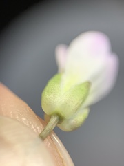 Cardamine dissecta