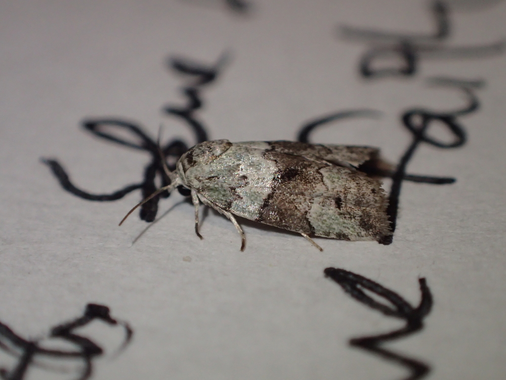 Dyar's Lichen Moth
