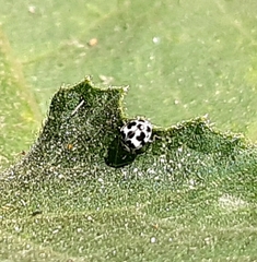 Psyllobora picta
