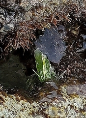 Chaetomorpha antennina