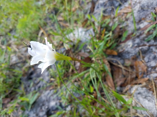 Zephyranthes simpsonii image