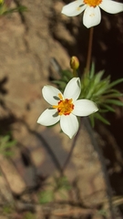 Leptosiphon parviflorus