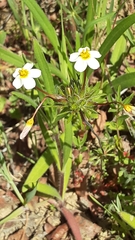 Leptosiphon parviflorus