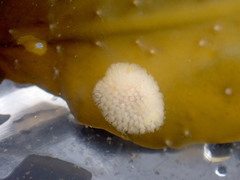 Onchidoris muricata
