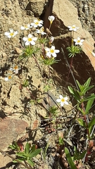 Leptosiphon parviflorus