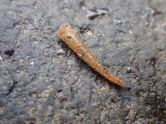 Pectinariidae