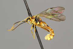 Exyston variatus