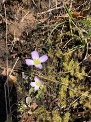 Cardamine pattersonii