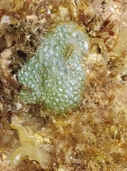 Dictyosphaeria versluysii