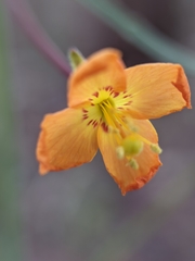 Eulobus californicus