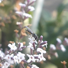 Allograpta hortensis