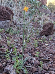 Eulobus californicus