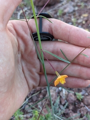 Eulobus californicus