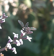 Allograpta hortensis