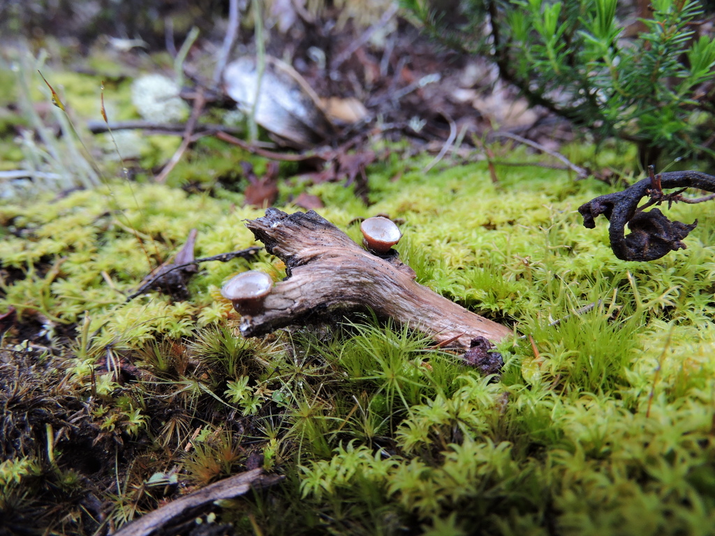 common bird's nest fungus from Ruapehu District, ManawatuWanganui, New