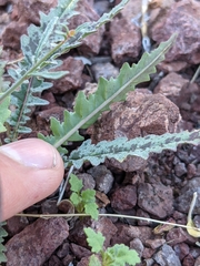 Eulobus californicus