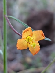 Eulobus californicus