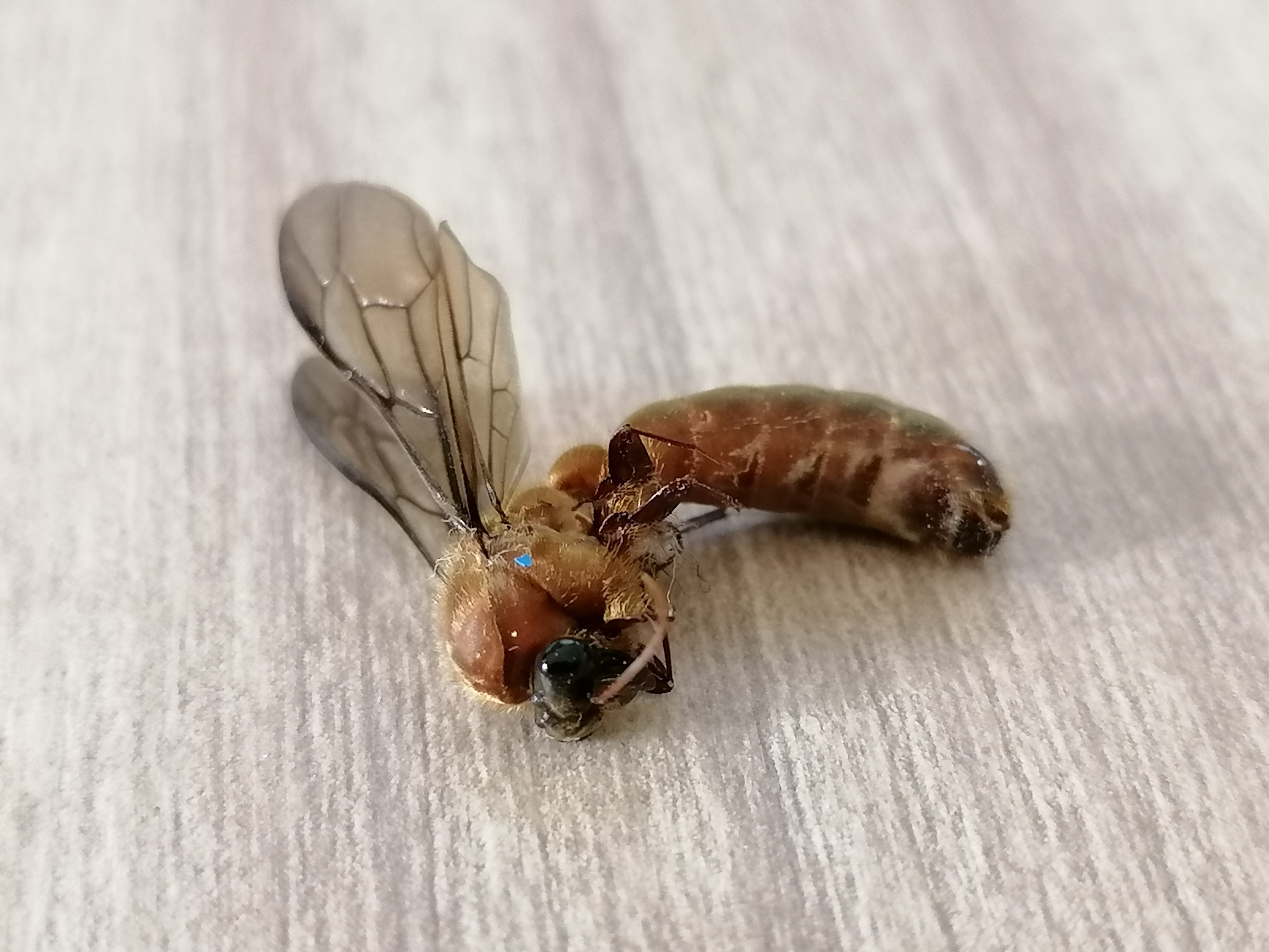 Dorylus orientalis