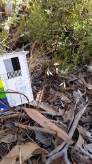 Eriochilus collinus collinus