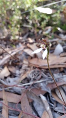Eriochilus collinus collinus