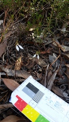 Eriochilus collinus collinus