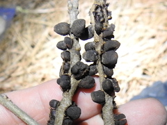 Kokkocynips imbricariae