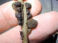 Kokkocynips imbricariae