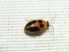 Sacodes pulchella