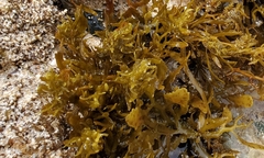 Sargassum aquifolium