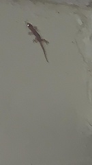Hemidactylus mabouia