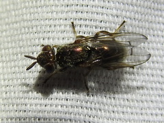 Senopterina foxleei