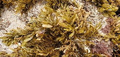Sargassum aquifolium