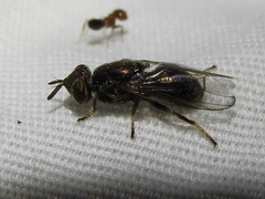 Senopterina foxleei