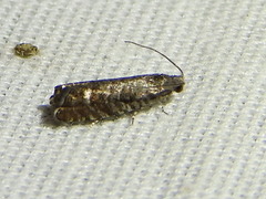 Grapholita packardi