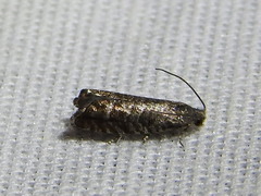 Grapholita packardi