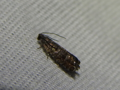 Grapholita packardi