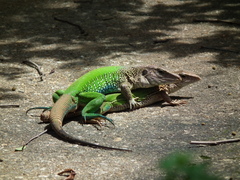 Ameiva ameiva