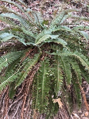 Polystichum imbricans curtum
